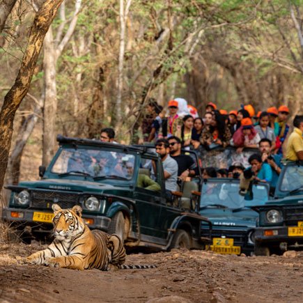 wildlife Tour